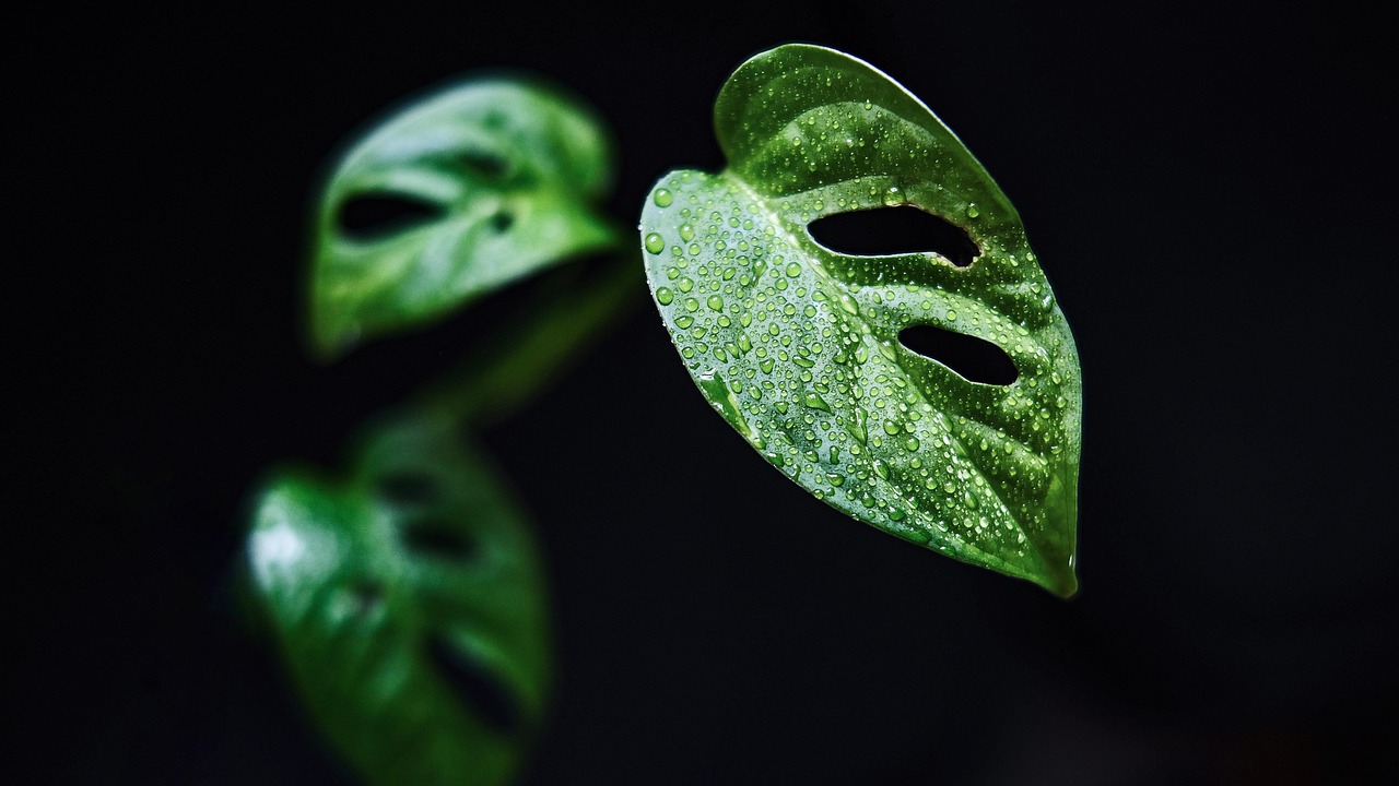 Kleine kamer met diverse natuurlijke luchtfilters. Kleine kamer met diverse natuurlijke luchtfilters.