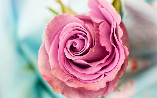Pasteltinten in de tuin: zachte kleuren voor een betoverend buitengebied