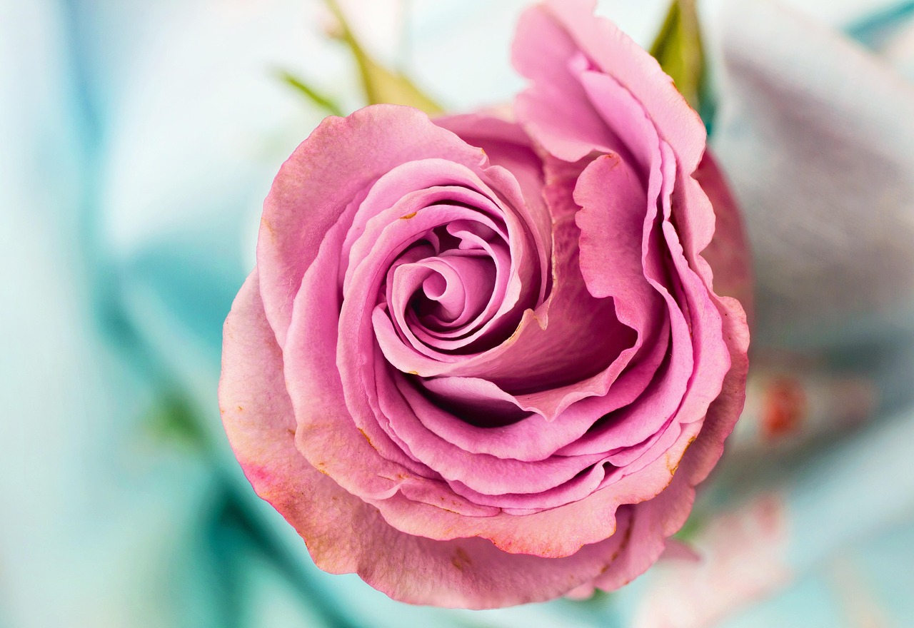 Bloembed met diverse pasteltinten bloemen. Bloembed met diverse pasteltinten bloemen.