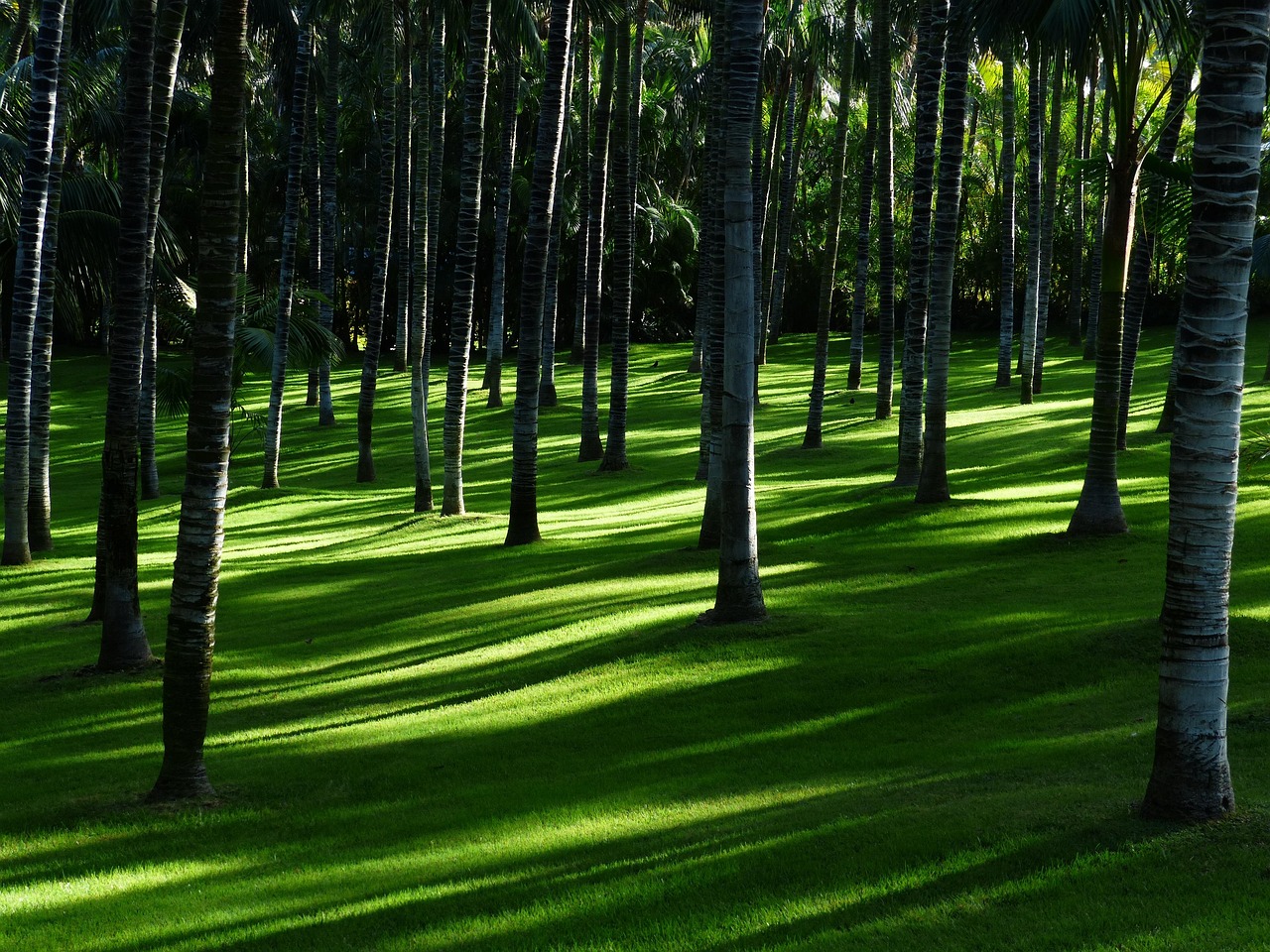 Stadsdaktuin met diverse inheemse planten. Stadsdaktuin met diverse inheemse planten.