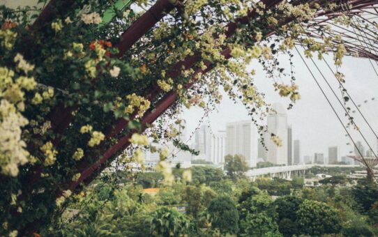 Daktuinontwerp: opkomende trends in stedelijke groene ruimtes