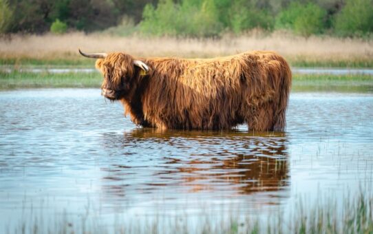 De charme van Schotse hooglander schilderijen in je interieur