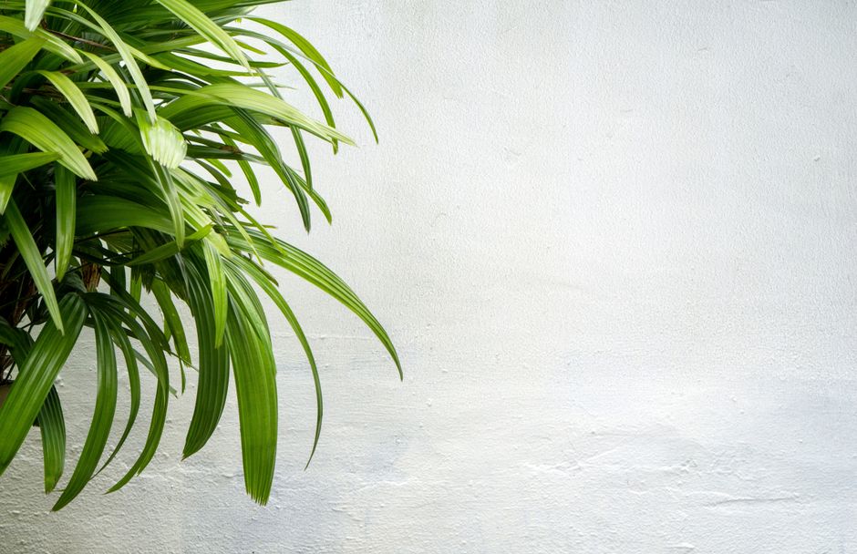Tropische bloemen fotobehang woonkamer levendige kleuren. Tropische bloemen fotobehang woonkamer levendige kleuren.