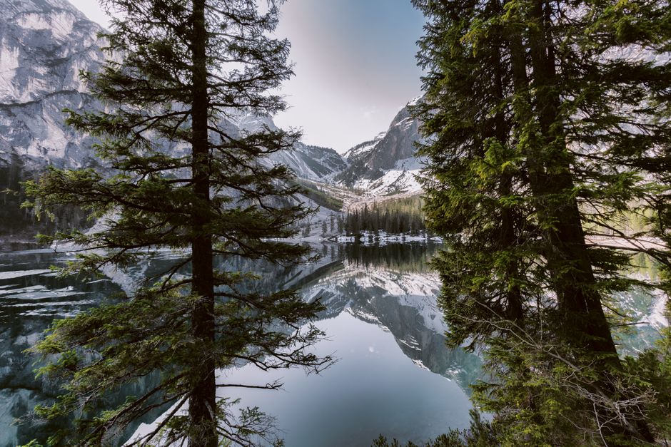 Fotobehang met weelderig groen boslandschap. Fotobehang met weelderig groen boslandschap.