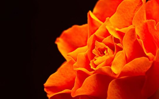 Verrassende oranje gordijnencombinaties voor een zomerse uitstraling