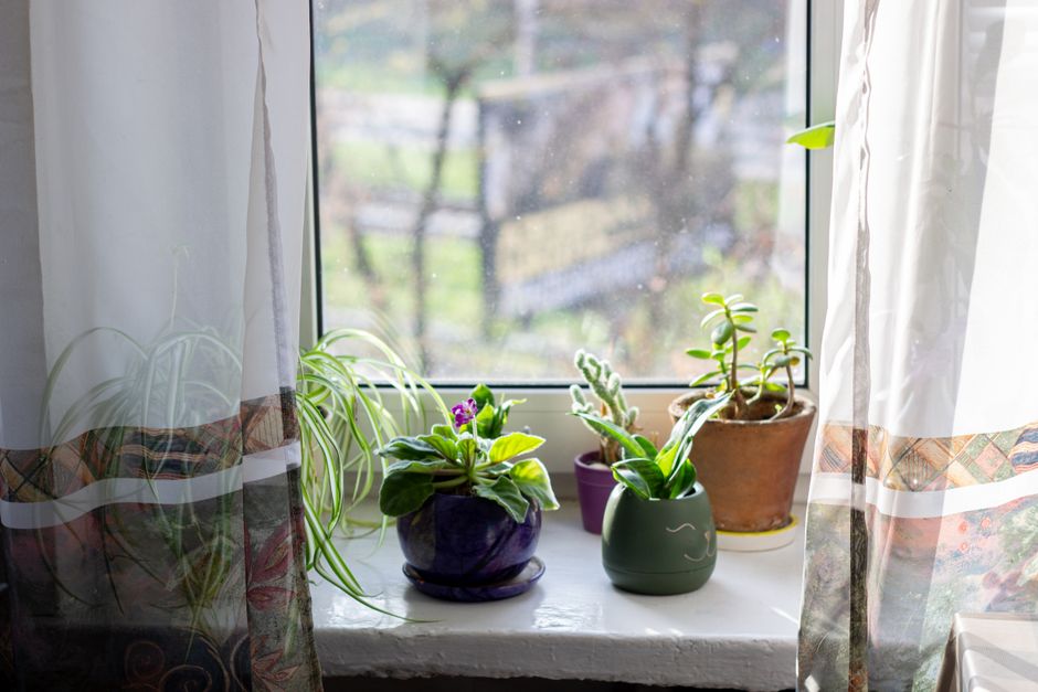Bloempotten met diverse planten op vensterbank.