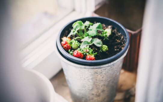 Van plant naar plaat: de integratie van binnenkeukens en moestuinen