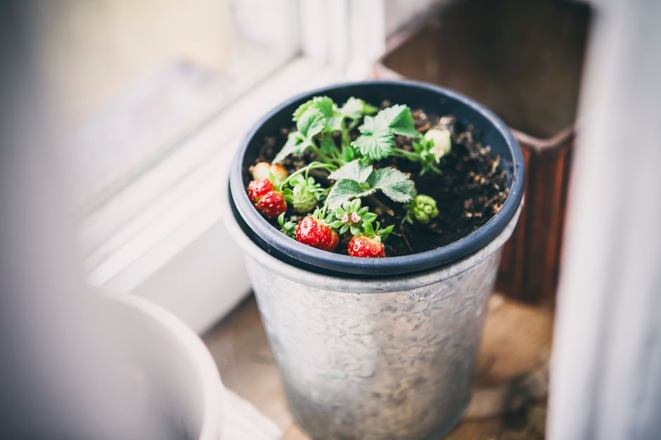 Gezellige keuken met geïntegreerde moestuinplanten. Gezellige keuken met geïntegreerde moestuinplanten.