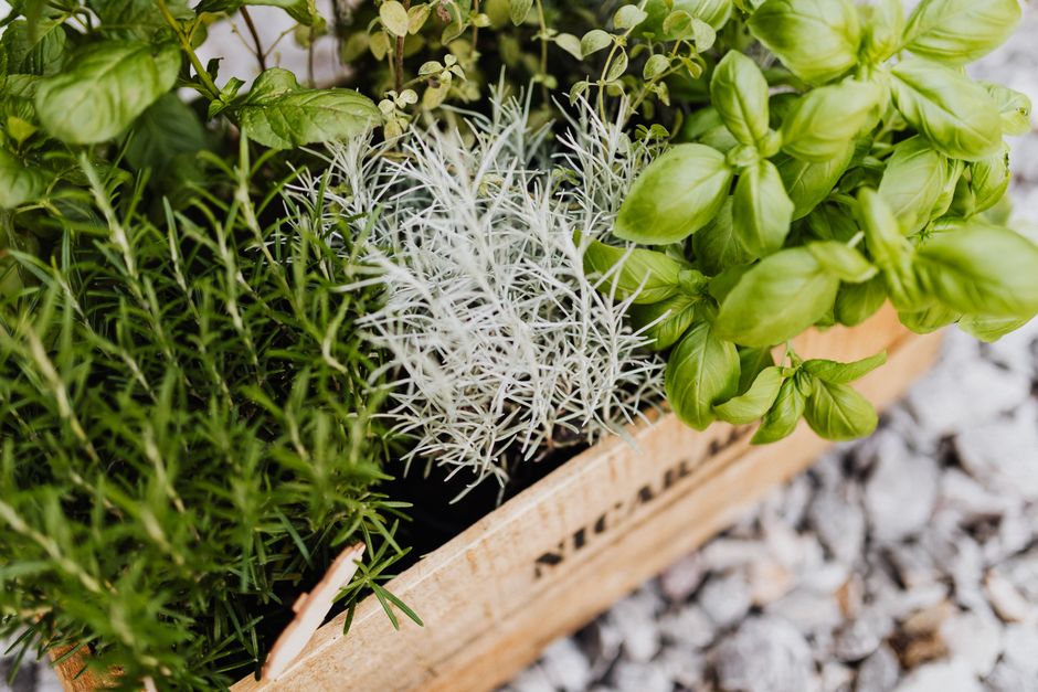 Vers geplukte kruiden uit keukenmoestuin in potten. Vers geplukte kruiden uit keukenmoestuin in potten.