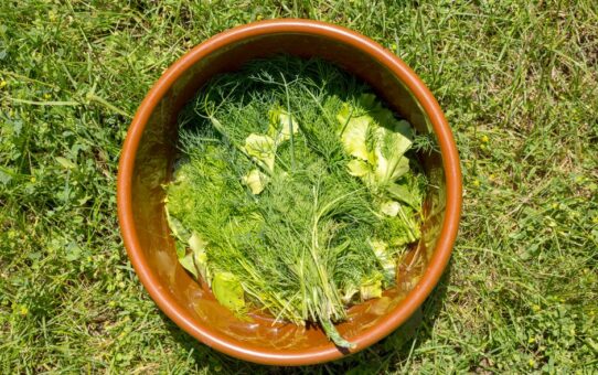 Nazomer salades: geniet nog even van buiten eten met herfstsmaken
