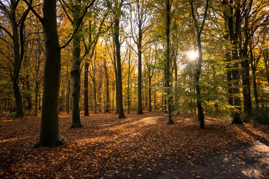 Herfstdecoraties met pompoenen en bladeren. Herfstdecoraties met pompoenen en bladeren.